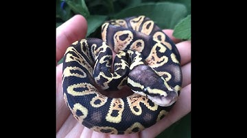 Breeding Ball Pythons: Motoko