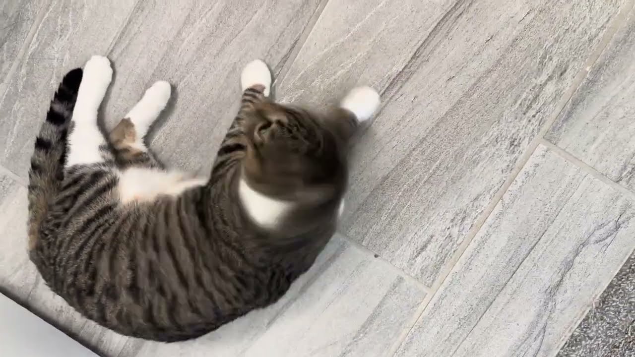 Chubby cat can't wait to get food