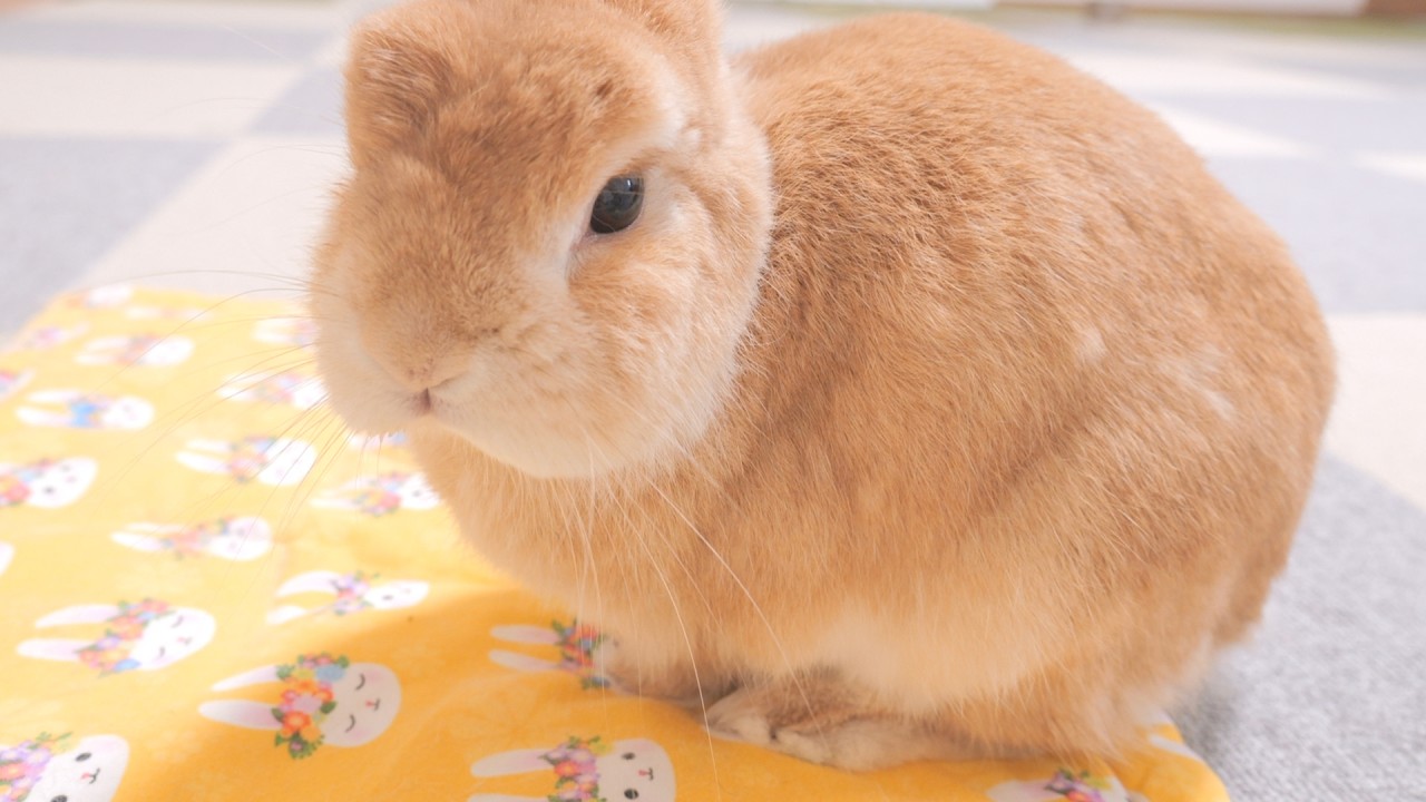 I touched my rabbit's butt and got a look that said it was