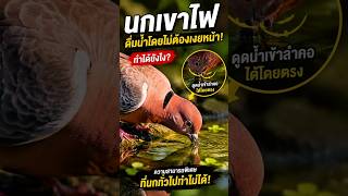 รู้มั้ย!นกเขาไฟ กินน้ำได้โดยไม่ต้องเงยหน้า!เพราะอะไรไปดู #นกเข้าไฟ #สารคดี #สารคดีสัตว์โลก #สารคดีนก