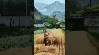 The Stunning Moment Of Rice Harvesting With A Sickle In Chinese Countryside
