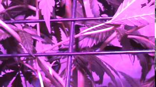 KYG LAB RESULTS / 13/11 FLOWER ROOM USING OCEAN SOLUTIONS ONLY