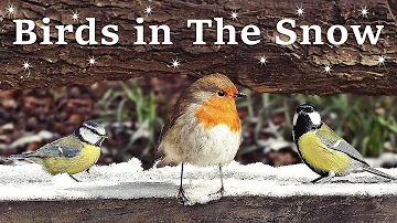 Videos for Cats and People to Watch - Birds in The Snow SPECTACULAR
