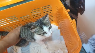 Kitten having injection due to very bad flu. She doesn't want to eat (anak kucing disuntik) #shorts by Tommy and Family 400 views 3 years ago 35 seconds