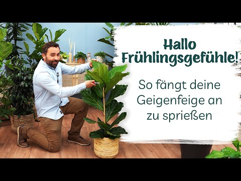 Deine Geigenfeige braucht ein touch-up? Wir zeigen dir wie du ihn richtig  schneidest! - YouTube