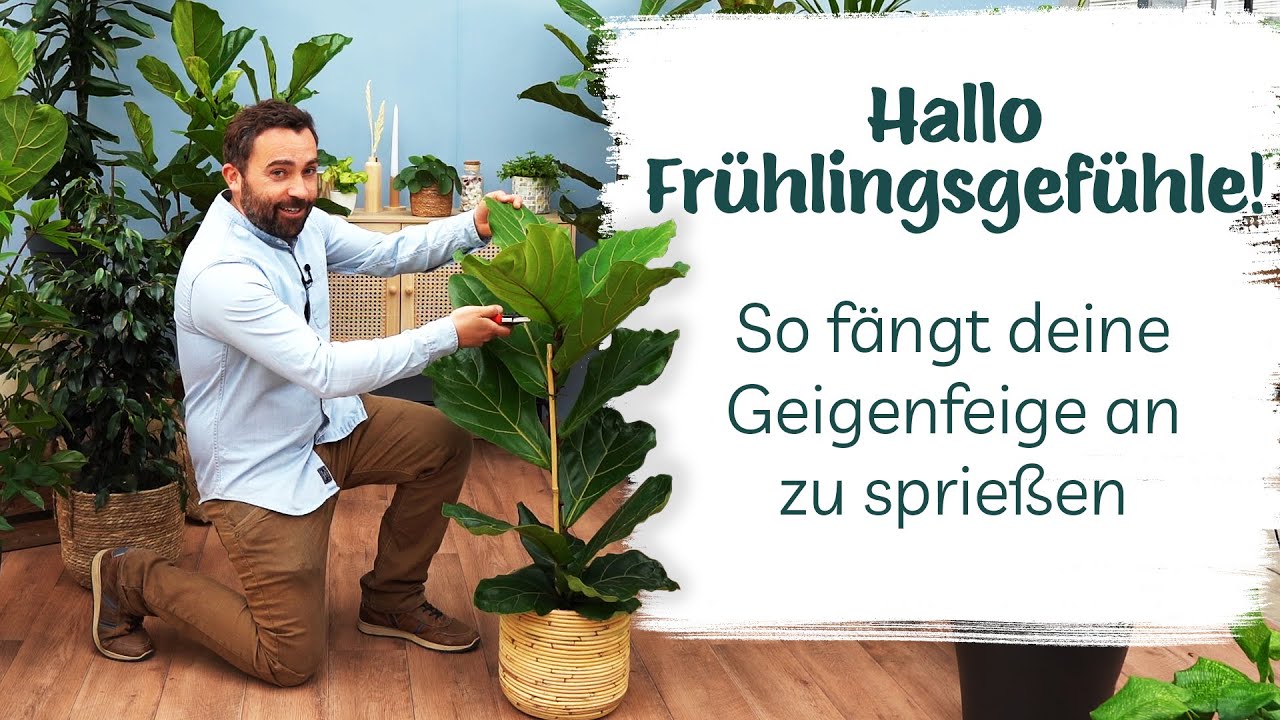Deine Geigenfeige braucht ein touch-up? Wir zeigen dir wie du ihn richtig  schneidest!