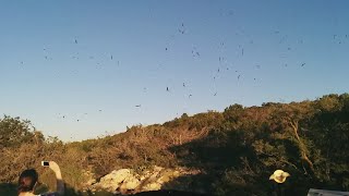 Kickapoo Cavern Bats