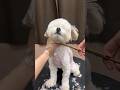 Full grooming video of shihtzu 🐾🐶
