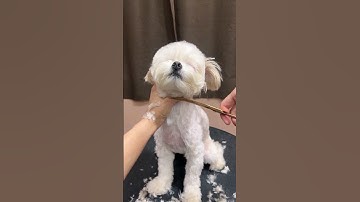 Full grooming video of shihtzu 🐾🐶
