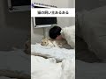 土下座のスタイルで猫を吸う🤣 #猫 #ねこ #猫あるある #猫好きさんと繋がりたい #ねこ動画 #猫動画 #猫のいる暮らし #cat #子猫 #猫のいる生活