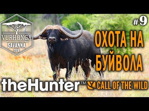 Видео: theHunter Call of the Wild #9 🔫 - Охота на Буйвола - Штуцер - Африканский Буйвол