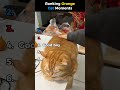 Ranking Orange Cat Moments #shorts #funny #cat #catshorts #shortvideo