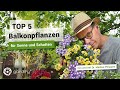 Top 5 balkonpflanzen fr jeden standort pflegeleicht und farbenfroh  gardify tipps