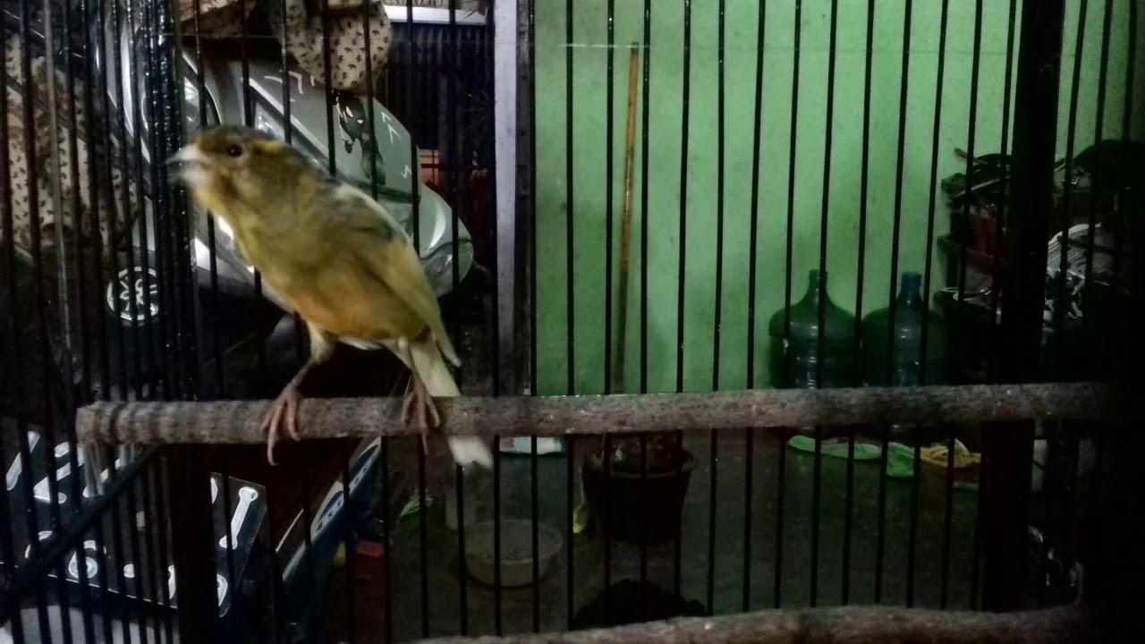 Burung Kenari Afs Kuning Bon Super Gacor Gaya Main Suueeedep You