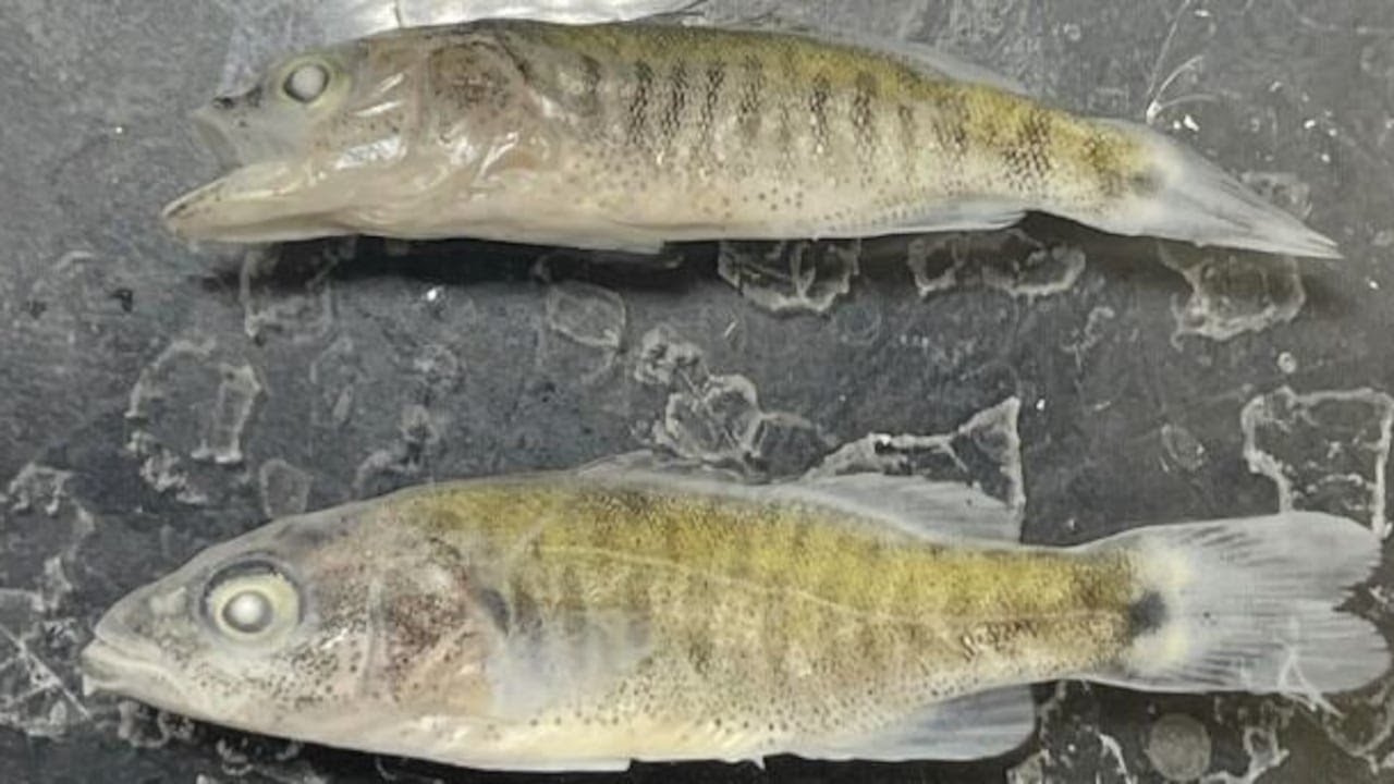 Scientists’ attempts to eliminate bass from Adirodack lake backfire