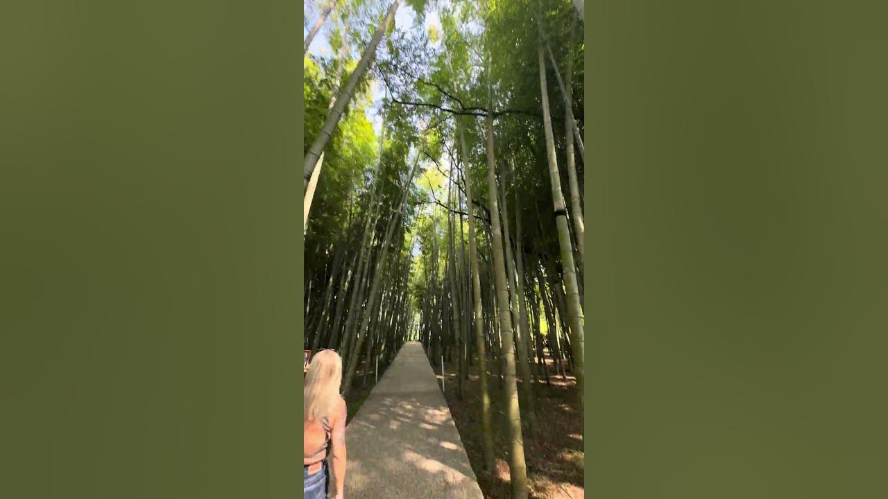 SHEKVETILI DENDROLOGICAL PARK. Дендропарк Шекветили. Бамбуковый лес ...