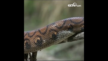 Snake sheds its skin| CCTV English