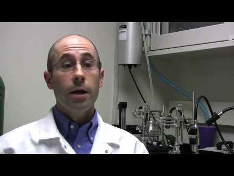 The wickedly addictive nature of cocaine is thought to affect long-term decision making processes more than previously believed, says a Texas A&M University researcher who has just been given a unique $1.4 million grant to study the problem. Barry Setlow, a professor in the Behavioral and Cellular Neuroscience Program in the Department of Psychology, has received a five-year grant from the National Institutes of Health to examine the relationship of cocaine and its effects on choices. What is learned from the laboratory rats exposed to cocaine could change the way health care experts look at treatment methods for humans who are battling addiction to the drug. Read More: tamunews.tamu.edu