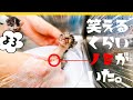 【閲覧注意】汚れひどかったので洗ったら笑えるくらいノミがいた★子猫のはじめてのシャンプー【保護猫生活1日目】