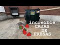 DUMPSTER DIVING increíble cajas de fresas 😱🍓🍓#dumpsterdiving #loquetiranenusa