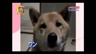 Barking Dog (Loud to Soft) screenshot 5