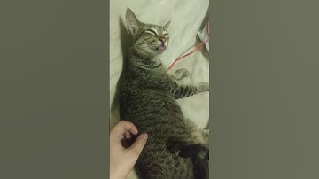 Kattenstoring || ViralHog