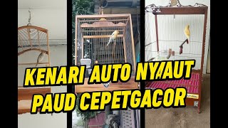 Canary Singing Compilation | Kompilasi Gacoran Kenari Bikin Paud Cepet Gacor Kenari Macet Auto Nyaut
