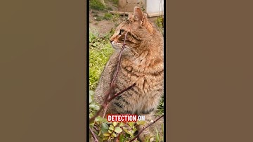 SimCLR: Onbegeleide anomaliedetectie