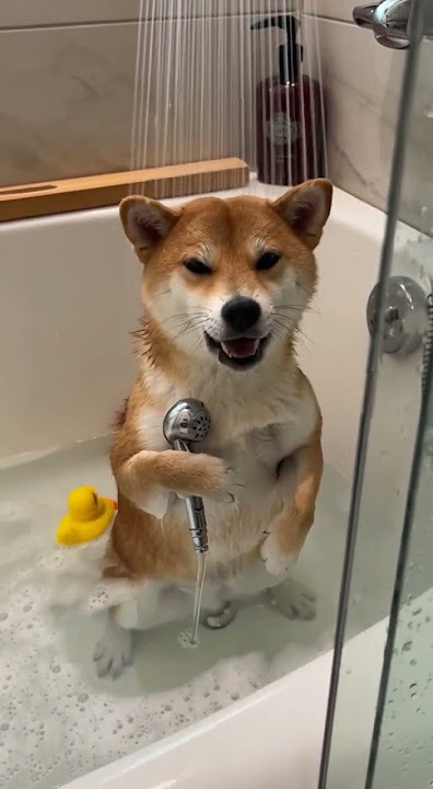Have you seen the dog singing in the shower? #funny #cartoon #pixarstyle