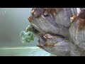 ■ ダンゴウオ王国 ■ ダンゴ大相撲