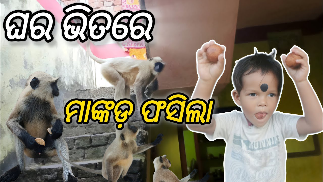 🏠ଘର ଭିତରେ ମାଙ୍କଡ଼ ଫସିଲା | Monkey New vlog video | The Most viral Monkey vlog video 2026