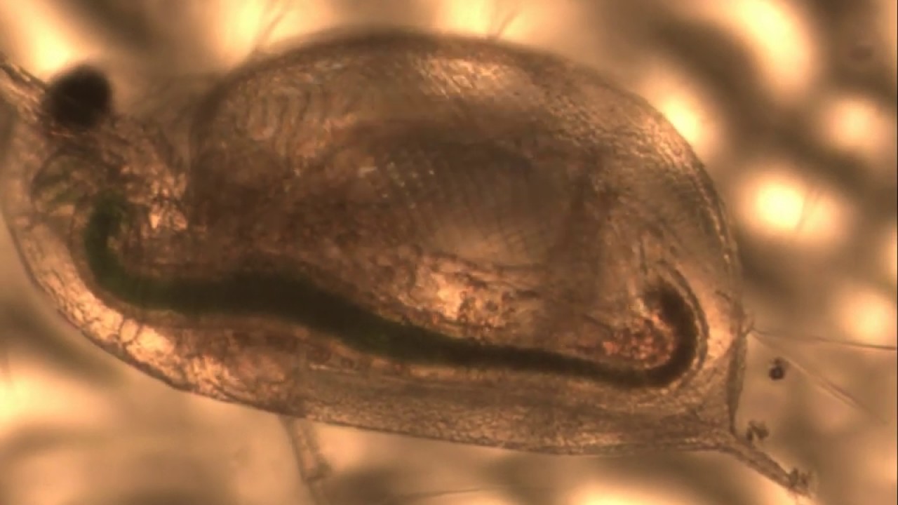 Water Flea with ASI120MC planetary camera and microscope