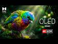 Experience 16K HDR Dolby Vision 120fps | Breathtaking Nature OLED Demo For 8K:4K TV