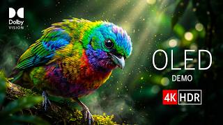 Experience 16K HDR Dolby Vision 120fps | Breathtaking Nature OLED Demo For 8K:4K TV