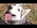1 7k$ Hunt Lost Corgi Puppy REUNITED With Owner   CRYING Husky Falls In ...