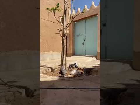 ما هو موسم الوسم ومتى يبدا