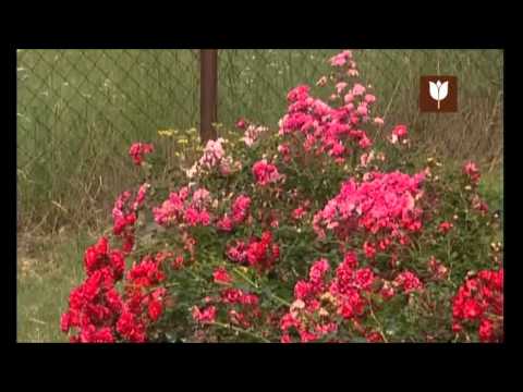 Video: Co Zasadit Vedle Růží?