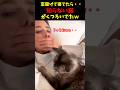 知らない猫が勝手に家でくつろいでる瞬間w5選#cat #面白集 #ねこ #笑ったら負け