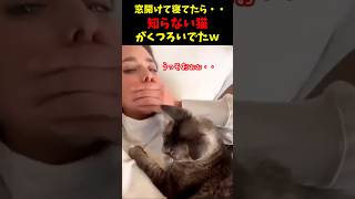 知らない猫が勝手に家でくつろいでる瞬間ｗ５選#cat #面白集  #ねこ #笑ったら負け