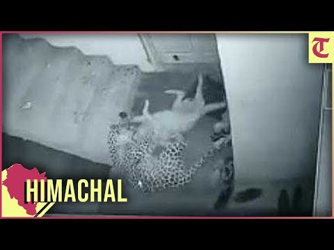 Leopard attacks dog, takes it away from outside house in Shimla; watch video