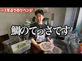 きまぐれクックさんに憧れて「鯛」捌き出す奴