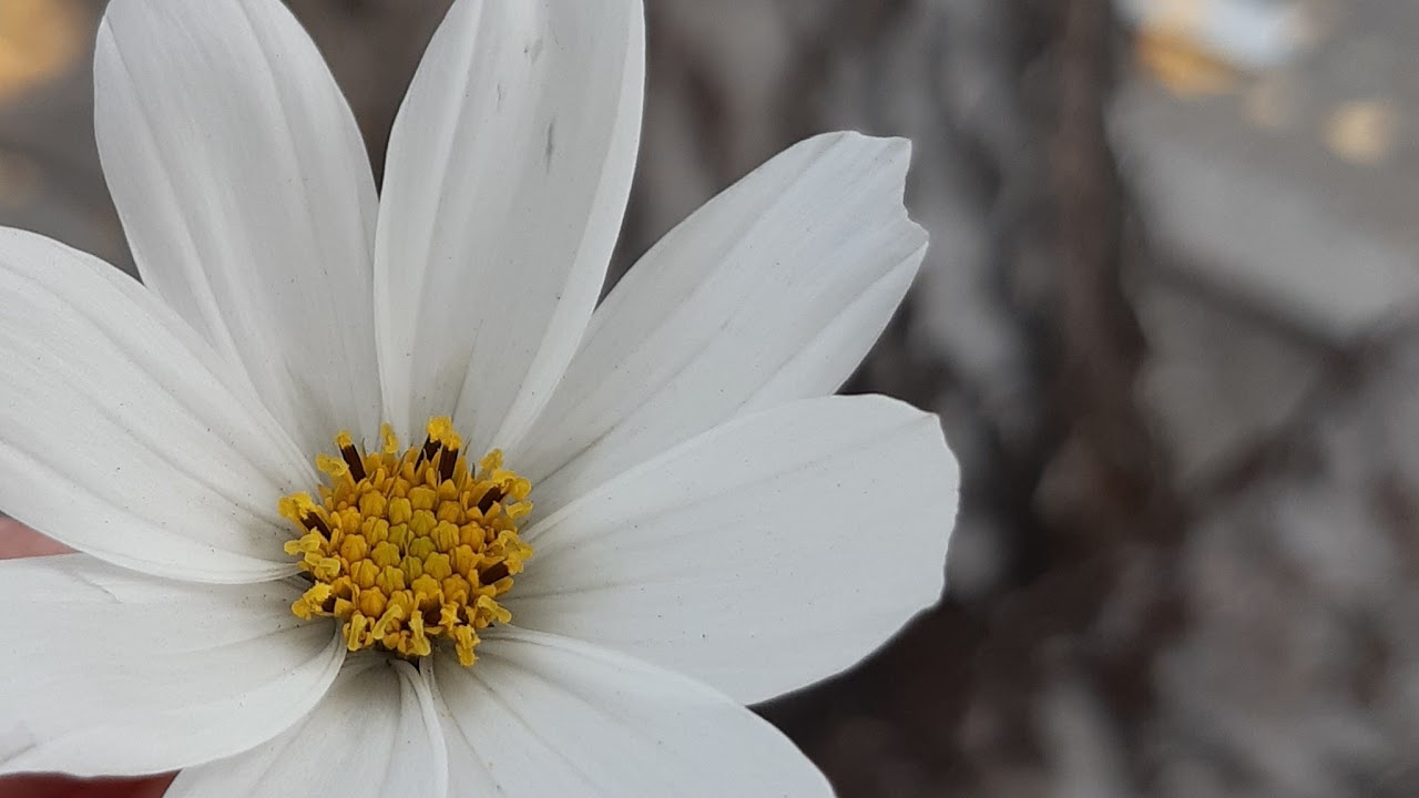 Викусик напевает