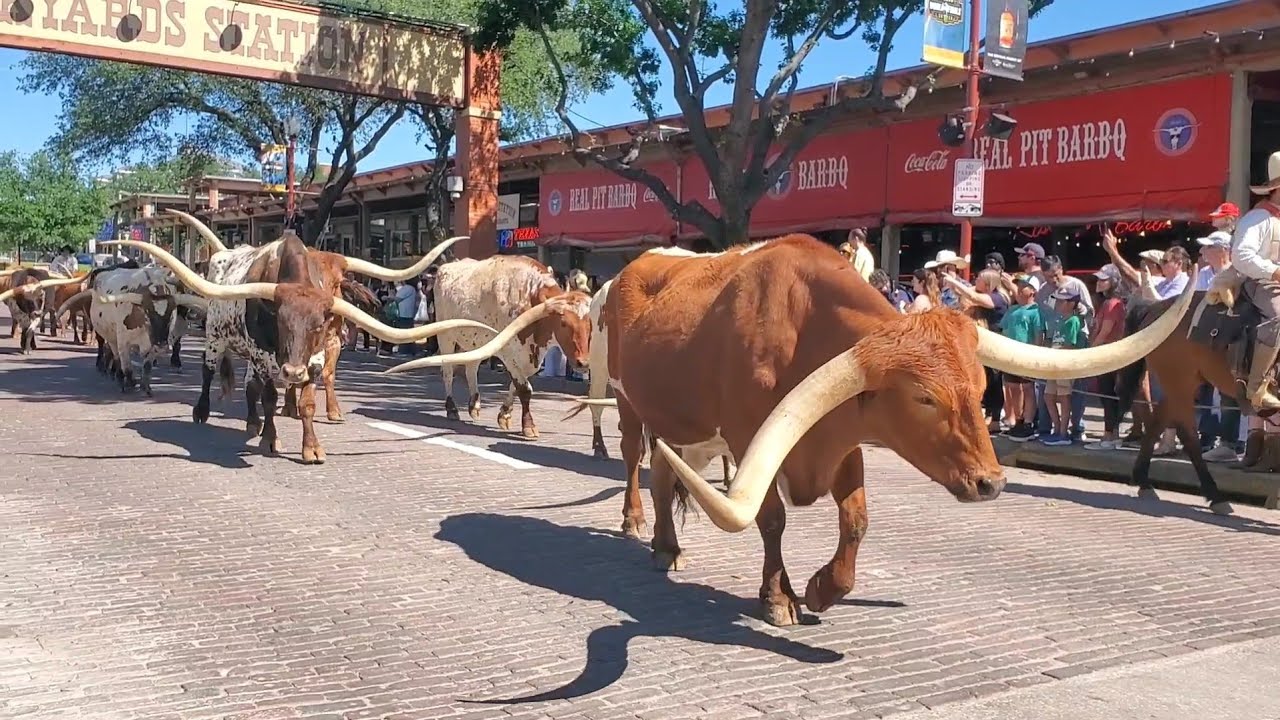 FORT WORTH Stockyards Adventure: Longhorn Cattle Drive in Texas