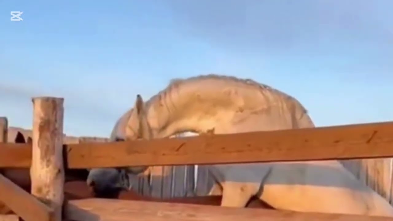 Powerful Stallion Breeding | Real Horse Mating Power 2025 🐎💪