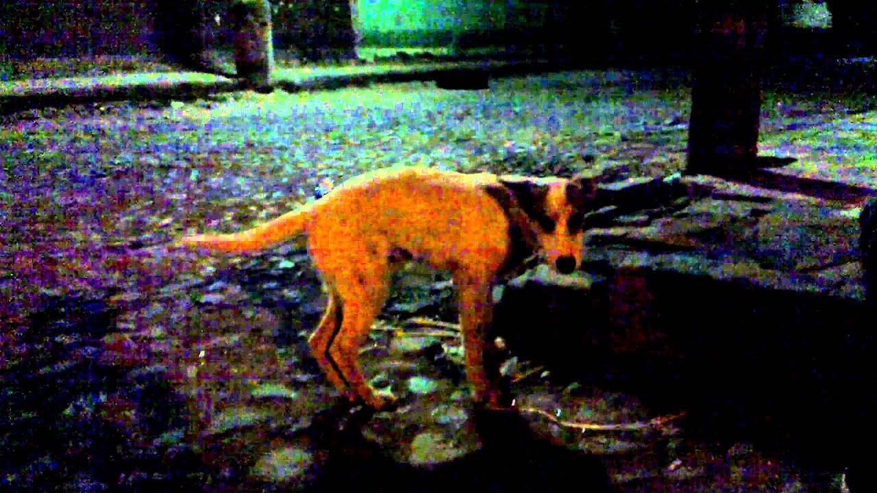 Perro Rapero Perro rapero - YouTube