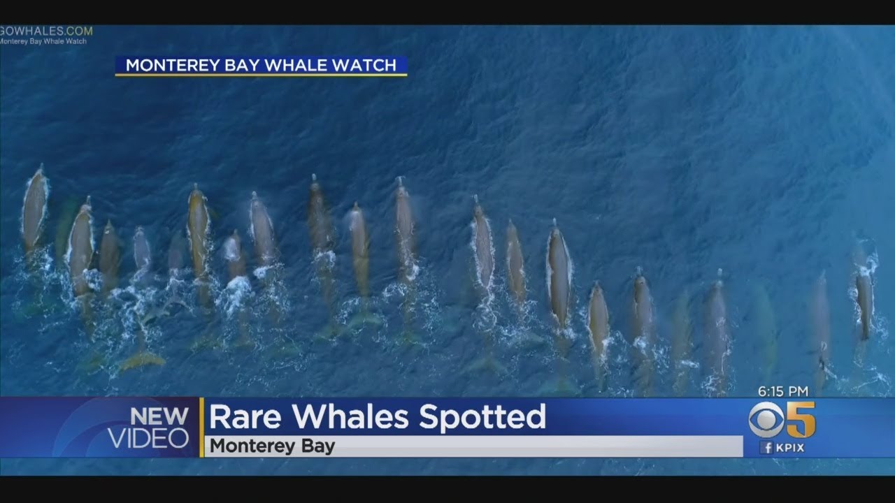Drone Captures Pod Of Rare Baird's Giant Whales Swimming Off Monterey Coast - YouTube