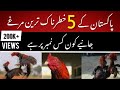 Top 5 aseel breeds in pakistan the data info