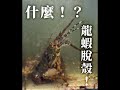 龍蝦脫殼！吃過龍蝦有看過龍蝦脫殼嗎？| 海洋主廚愛爾文 |海鮮知識