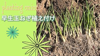 畑【早生玉ねぎ】植え付け　Planted onions in my field.