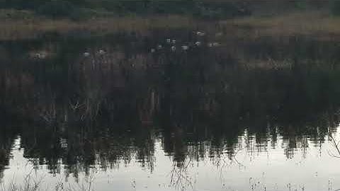 Ducks hanging out in the safe zone #nature #duck 